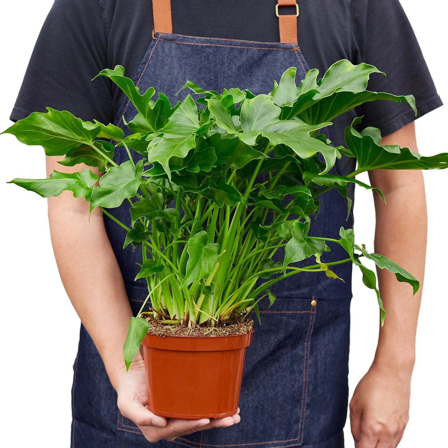 3g Philodendron Little Hope