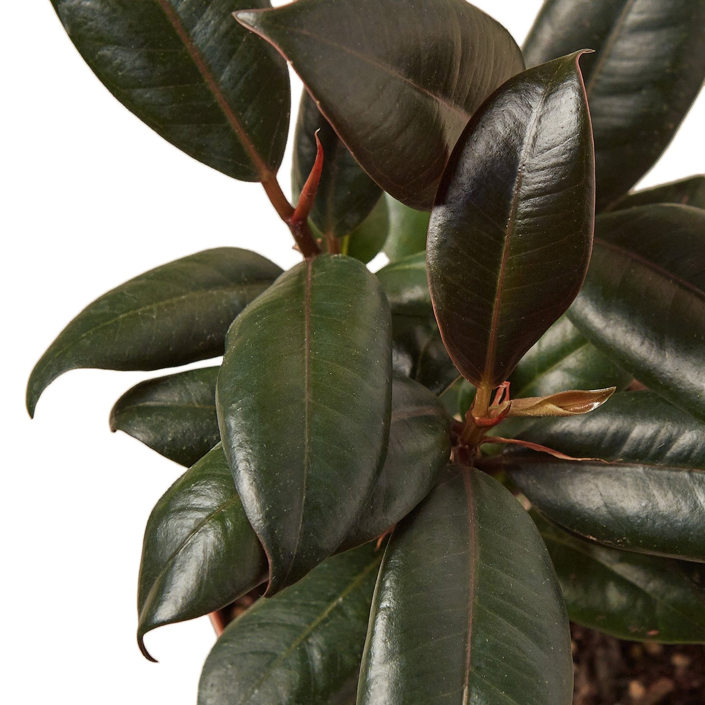 Burgandy ficus tree