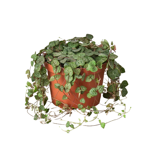 Succulent String of Hearts