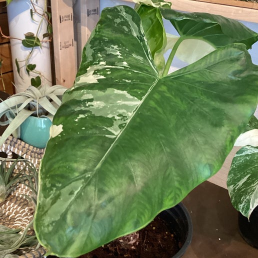 Alocasia Variegated