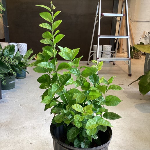 pikake flower seeds Pikake, Arabian Jasmine – Plant Bar HI