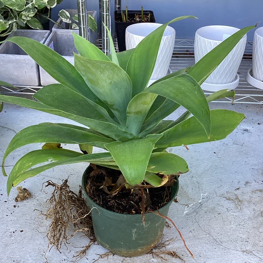 Agave Attenuata