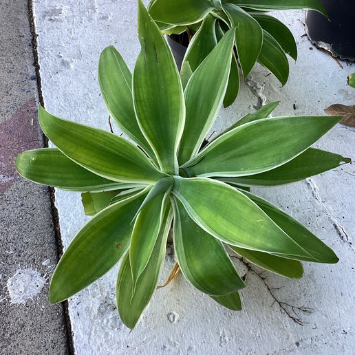 Agave Attenuata Variegated