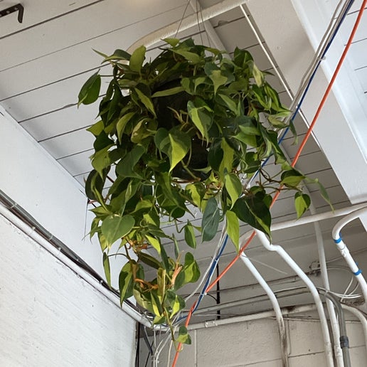 brazilian hanging plant Brasil Philodendron 6” Hanging Basket