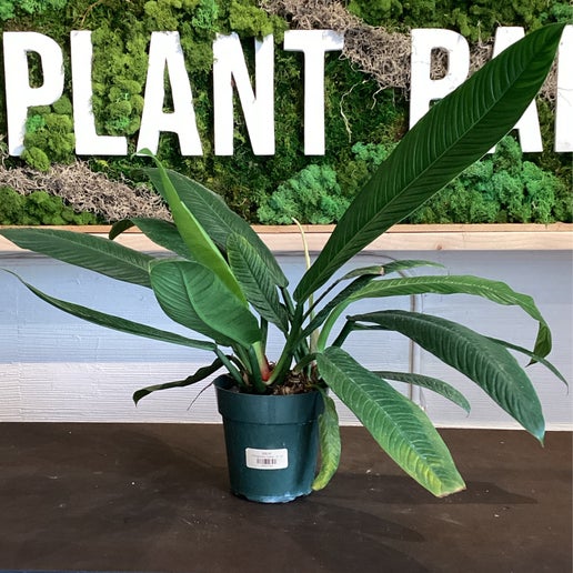 Philodendron, Campii