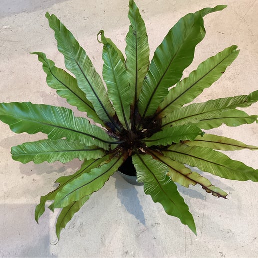 crocodile birds nest fern Variegated Birds Nest Fern