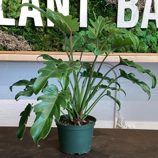 Xanadu Philodendron