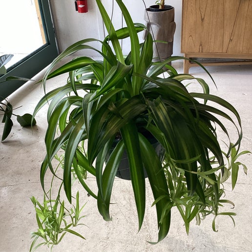 real hanging plants for sale Hanging Spider Plant – Plant Bar HI