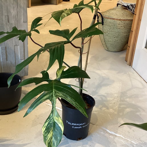 Florida beauty, Philodendron