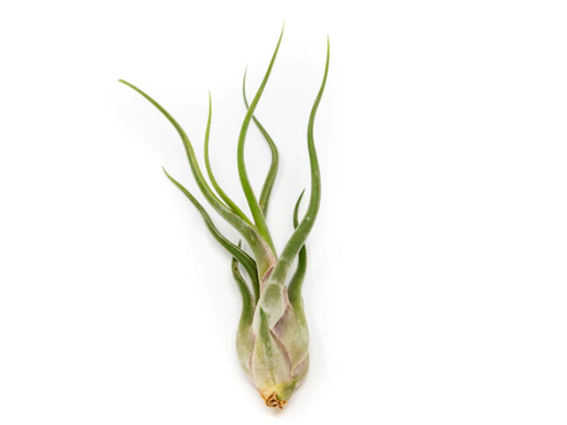 Air Plant- Caput Medusae