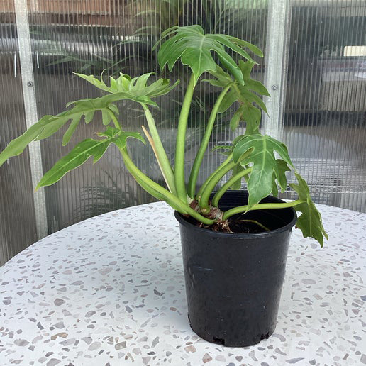 Philodendron Sp