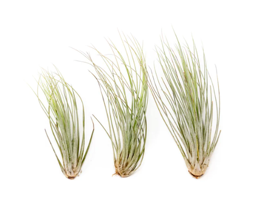 Air Plant- Juncea