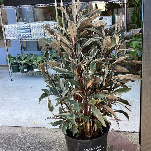 steel house plant Pseudaranthemum Stainless Steel
