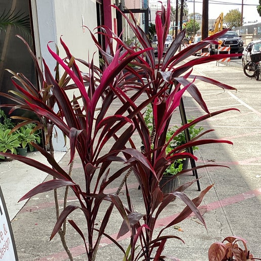 hawaiian ti plant in pot Red Ti Plant