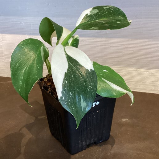 philodendron white wizard for sale White Wizard Philodendron - 4" Pot