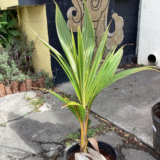 Dwarf coconut sprouted palm