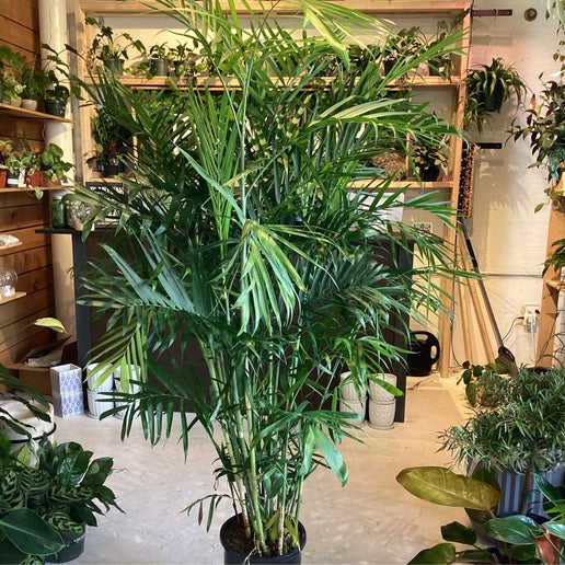 bamboo palm plant outdoor Bamboo Palm