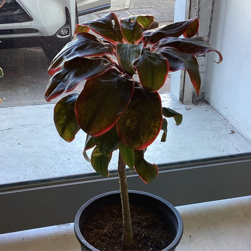 Ti leaf plant Maudie Hart