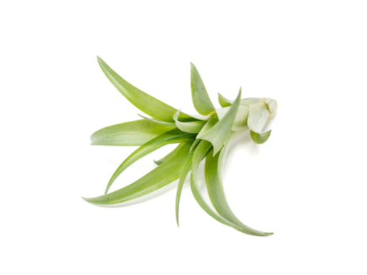 abdita air plant Air Plant- Abdita Green – Plant Bar HI