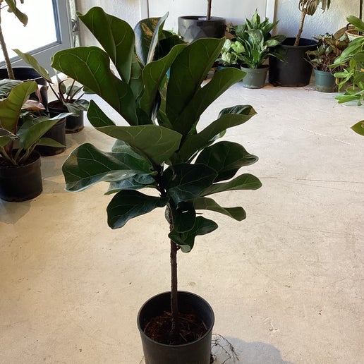 Fiddle Leaf Fig Bambino Dwarf