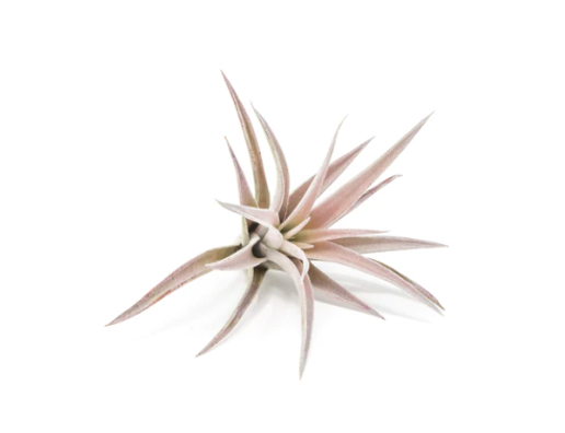 air plant harrisii Air Plant- Harrisii – Plant Bar HI
