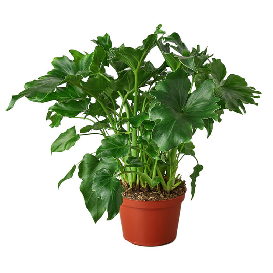 3g Philodendron Little Hope