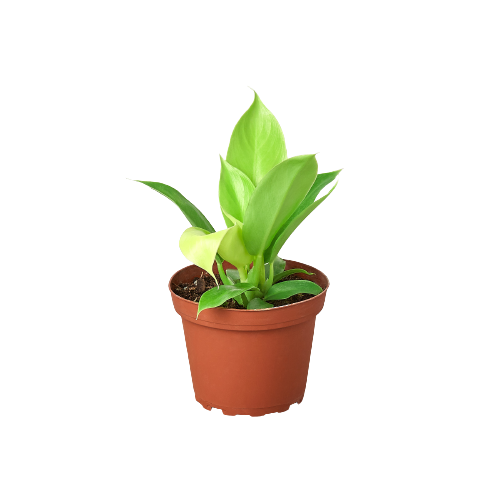 3g Philodendron Moonlight