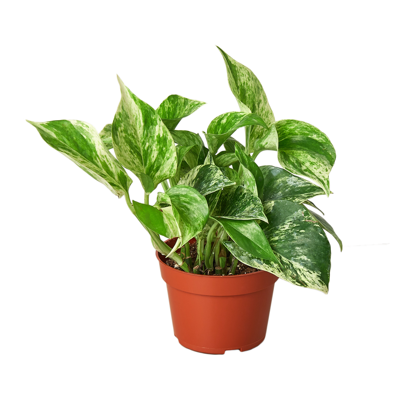 Pothos Marble Queen