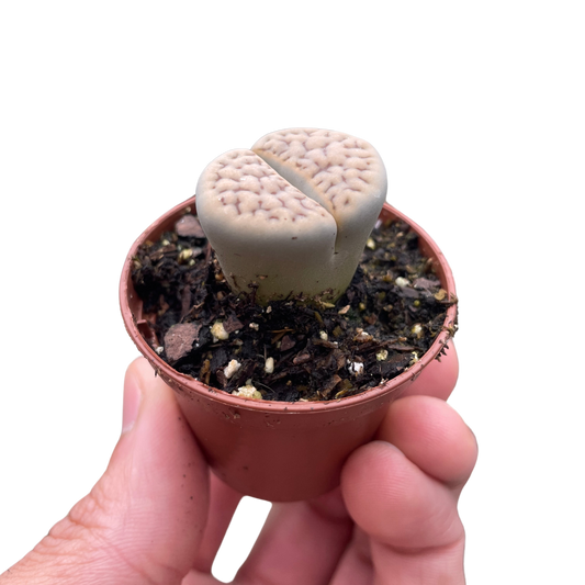 Lithop Living Stone