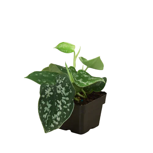 Pothos Satin