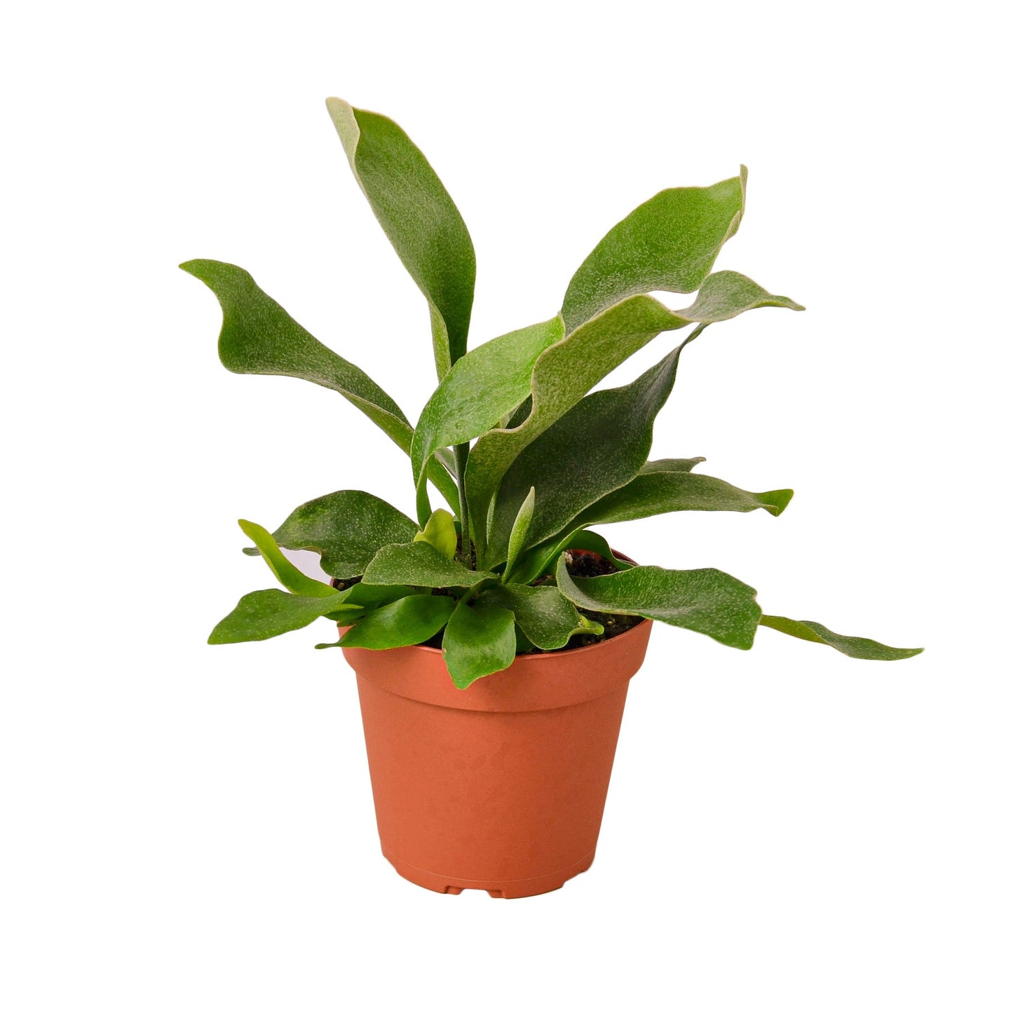 Stag Horn Fern Potted