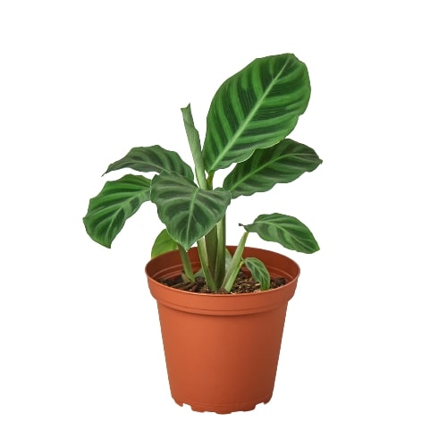 Calathea zebrina
