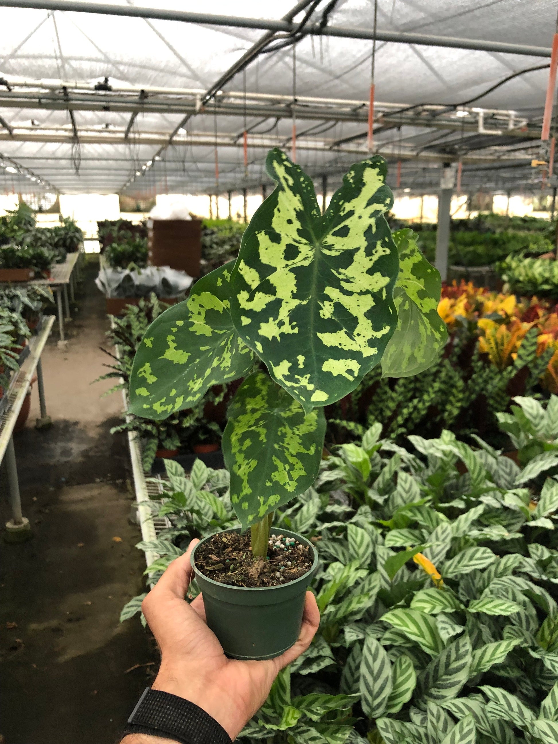 hilo beauty elephant ear plant Alocasia 'Hilo Beauty' – Plant Bar HI