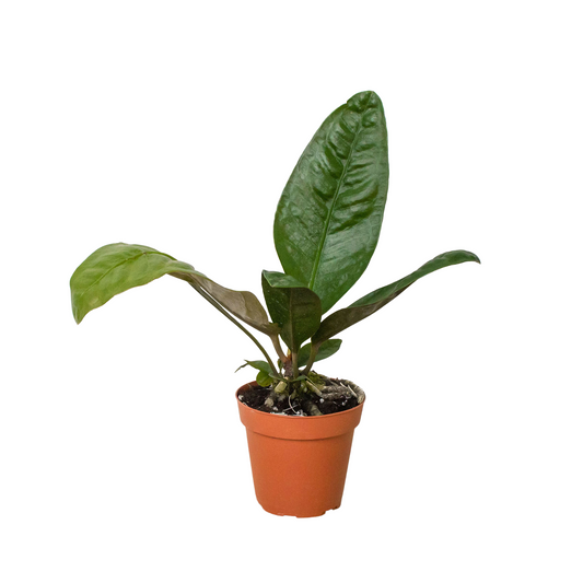 Anthurium, Superbum
