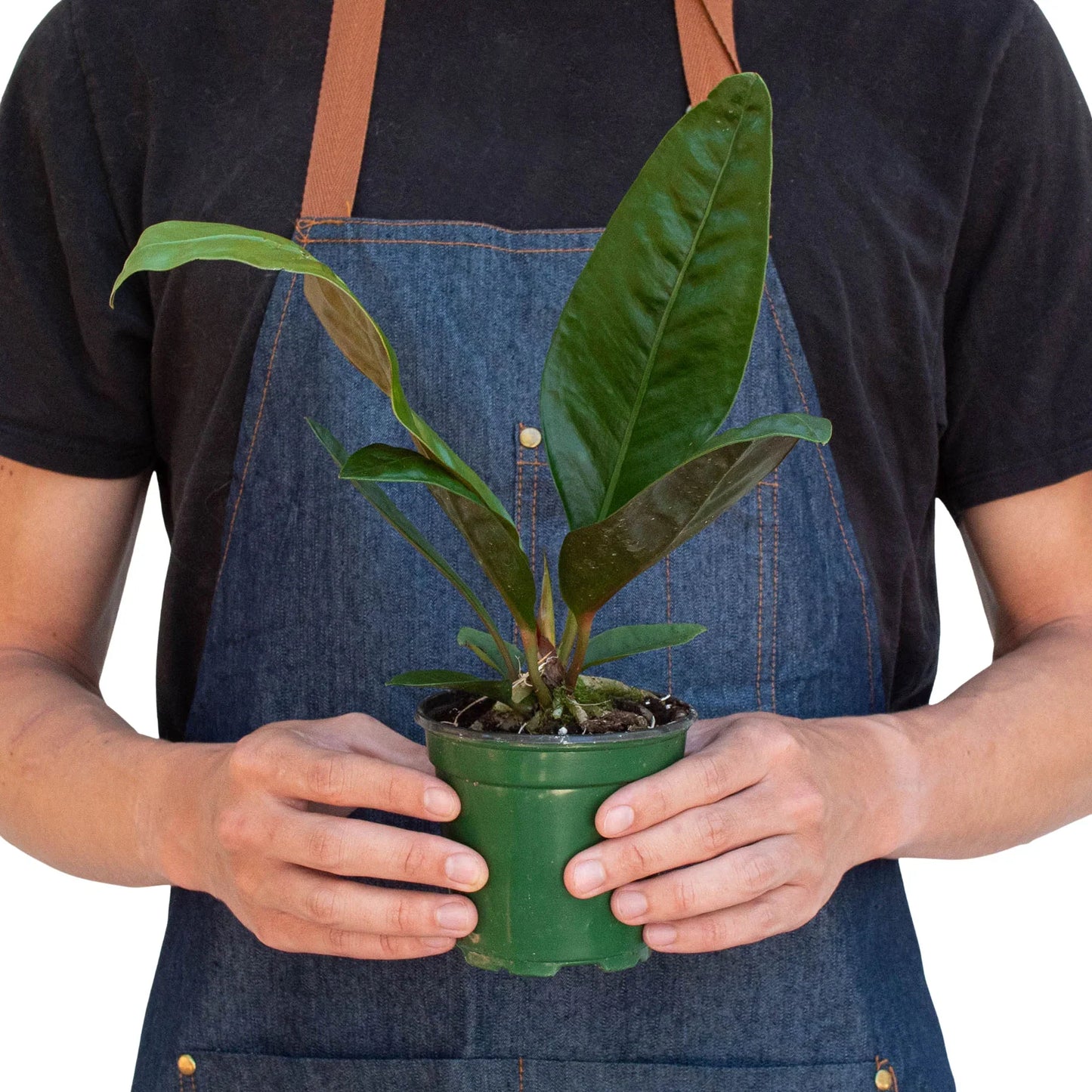Anthurium, Superbum