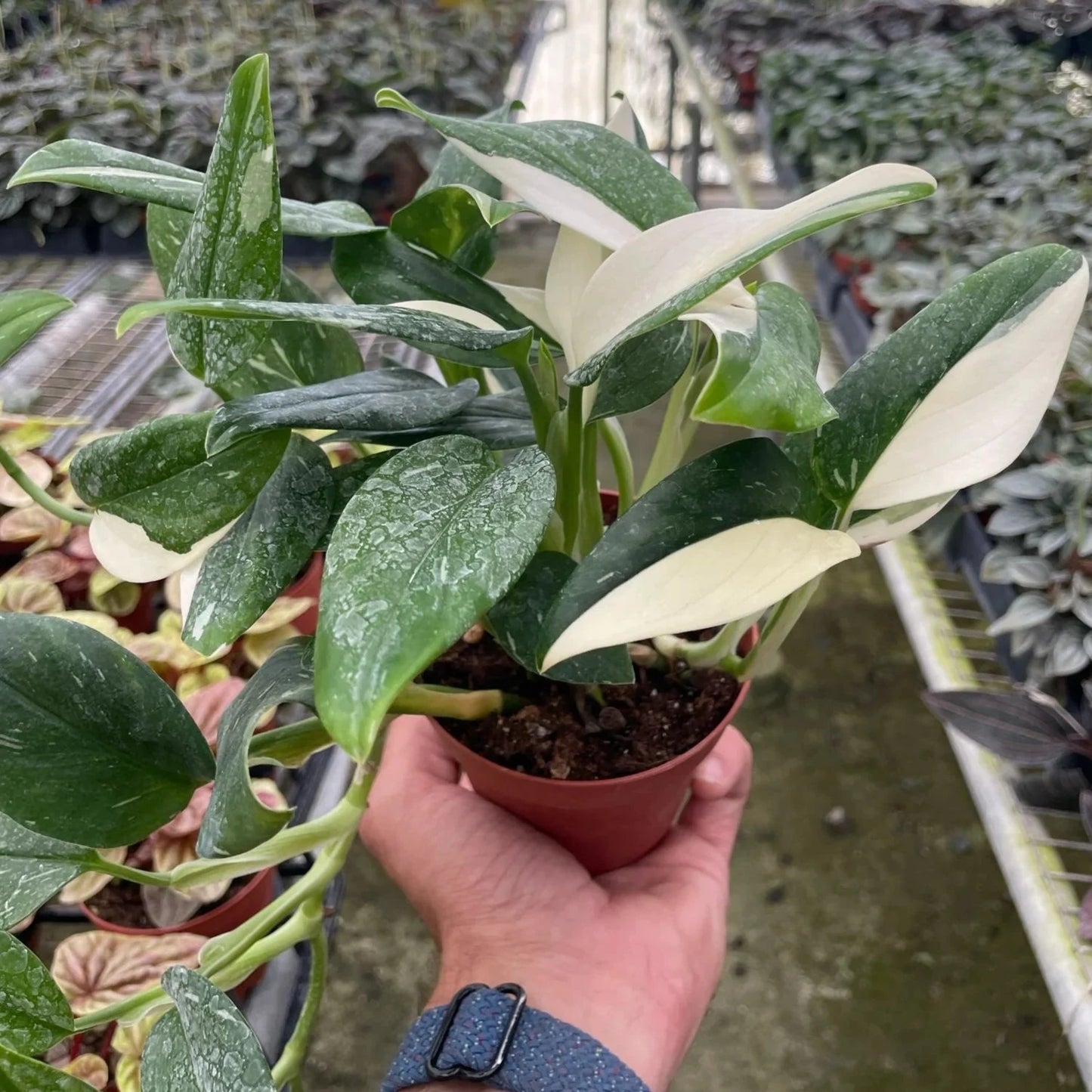 Monstera Albo Variegated