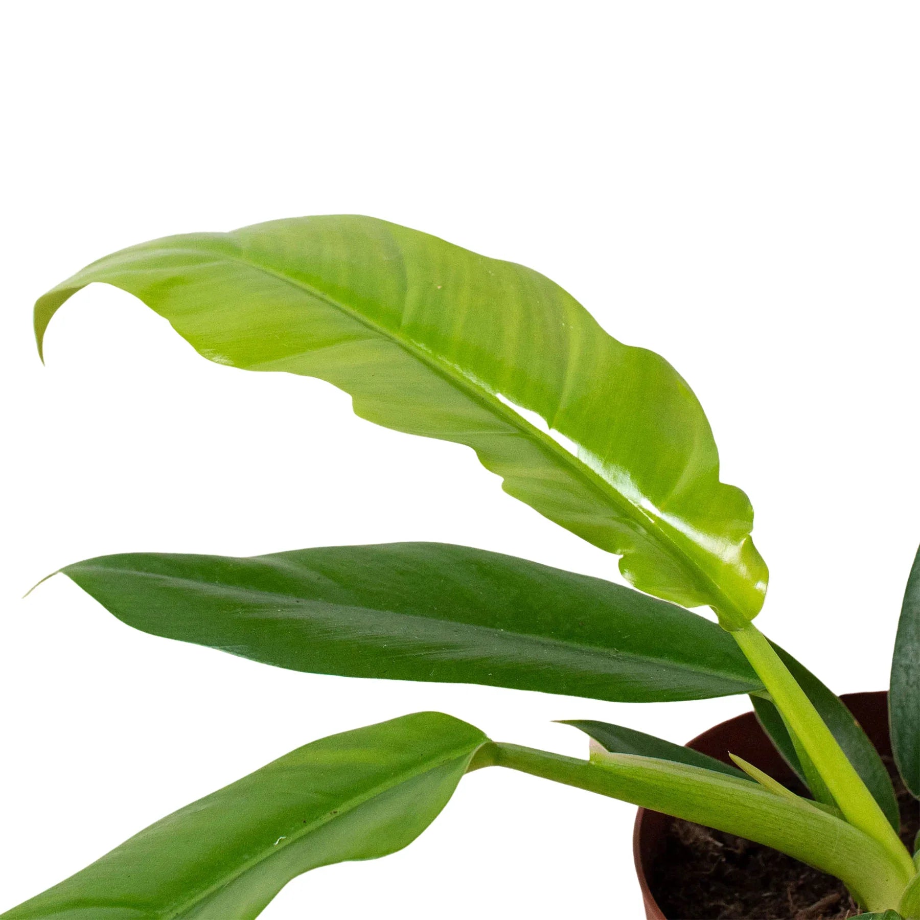 narrow philodendron Philodendron, Narrow – Plant Bar HI