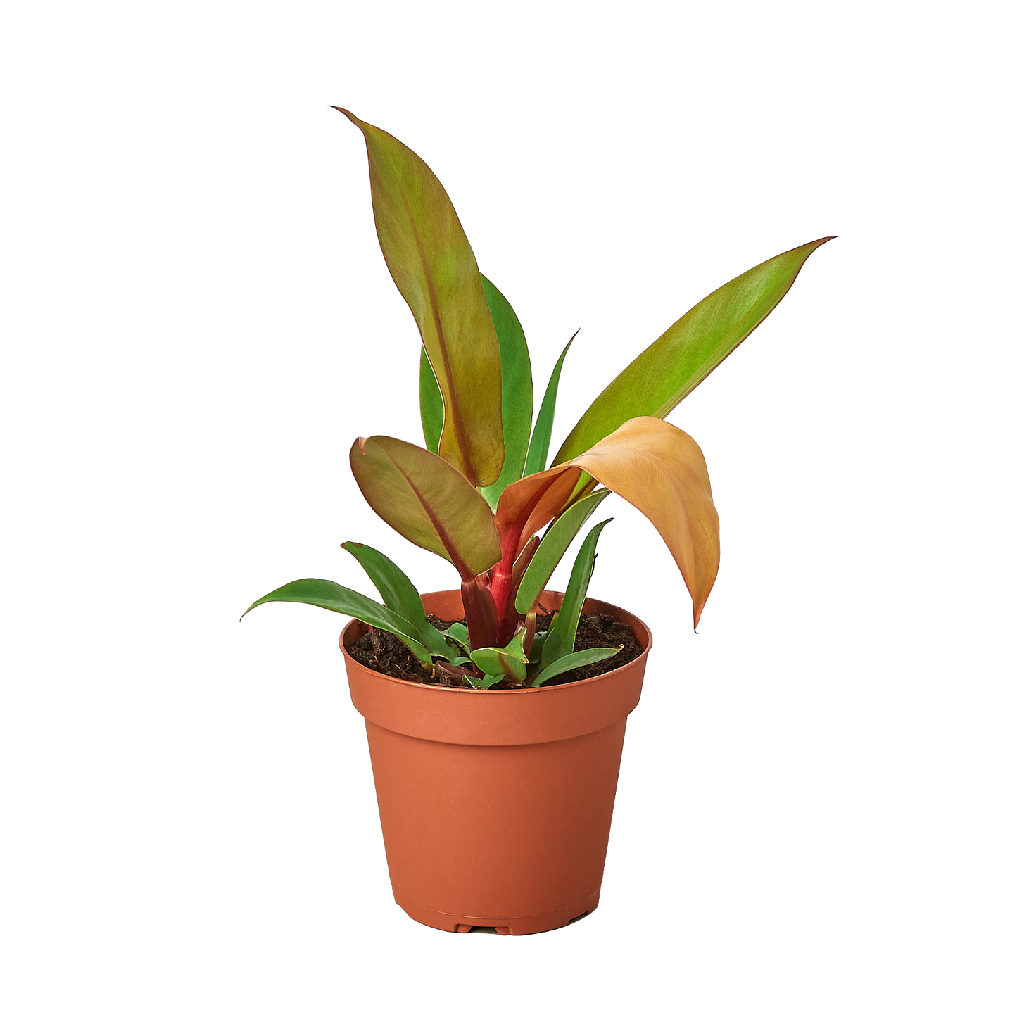 6" Philodendron Prince of Orange