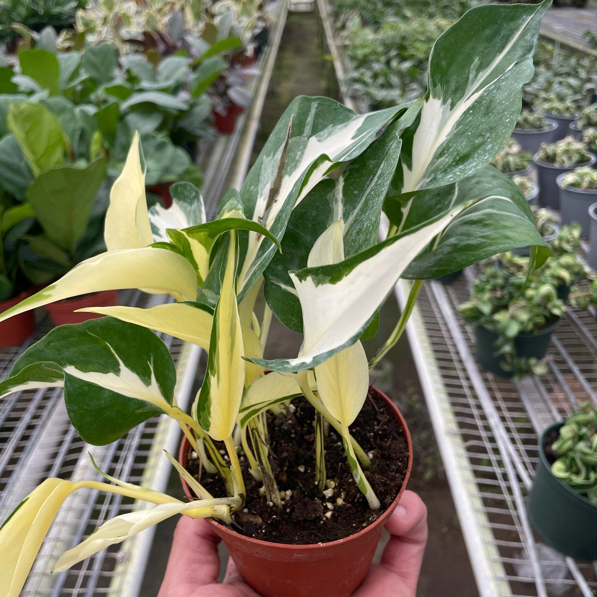 pothos manjula Pothos Manjula – Plant Bar HI