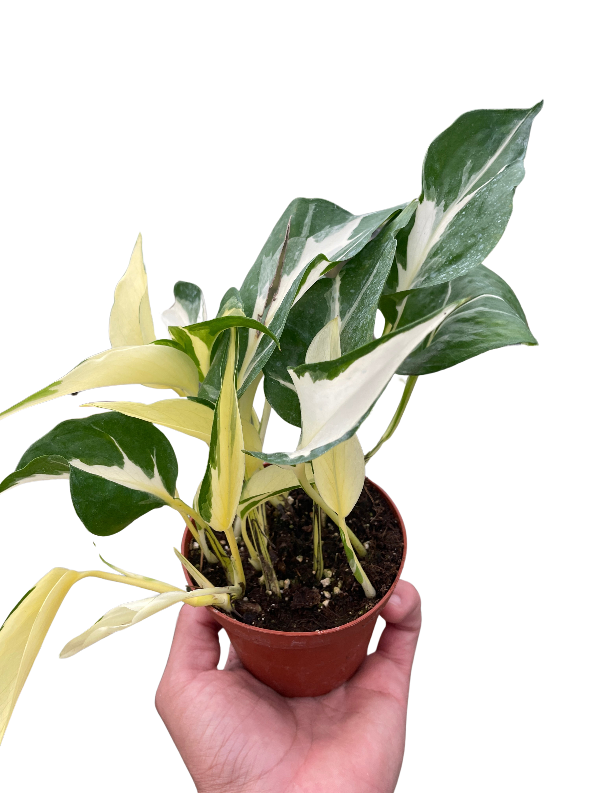 bar pothos Manjula Pothos 4"
