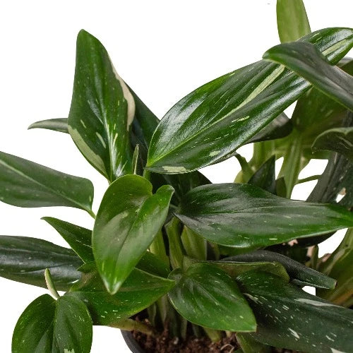 Monstera Albo Variegated