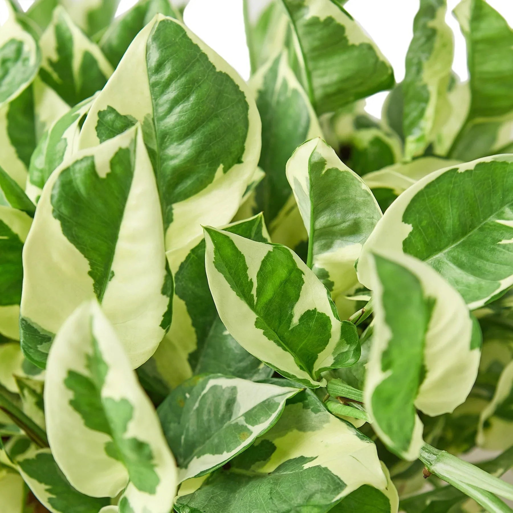 bar pothos House Plant 4-POTHOS-NJOY N Joy Pothos Plant in 4 in. Pot