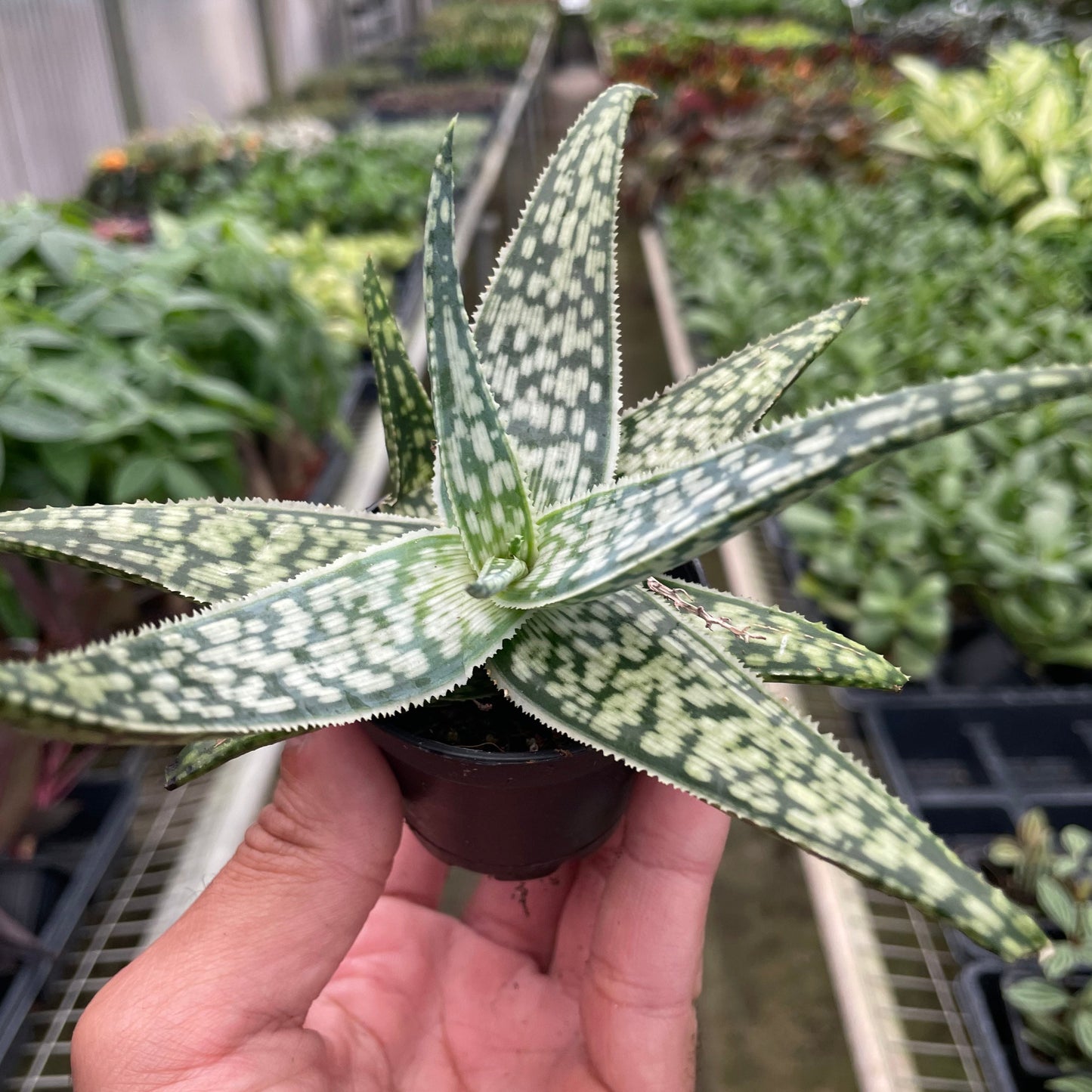 Aloe White Fox Hybrid