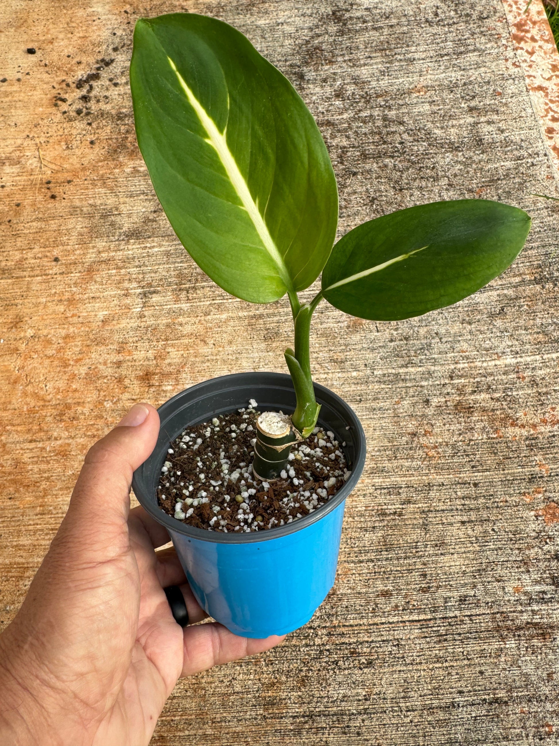 dieffenbachia green magic giftig Dieffenbachia Green Magic – Plant Bar HI