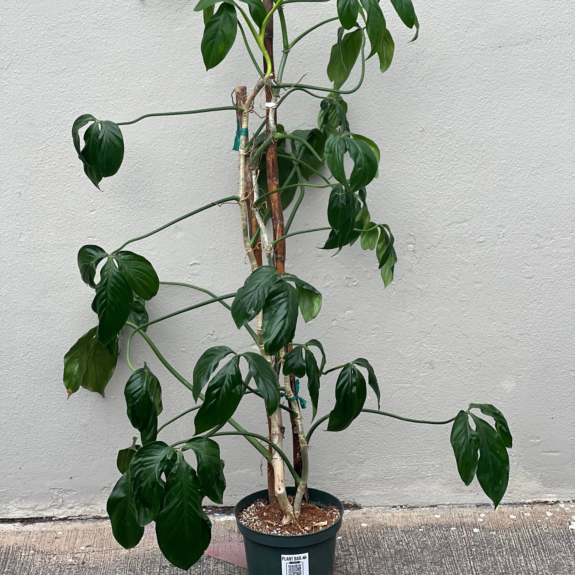 trilobed philodendron Philodendron Tripartitum – Plant Bar HI