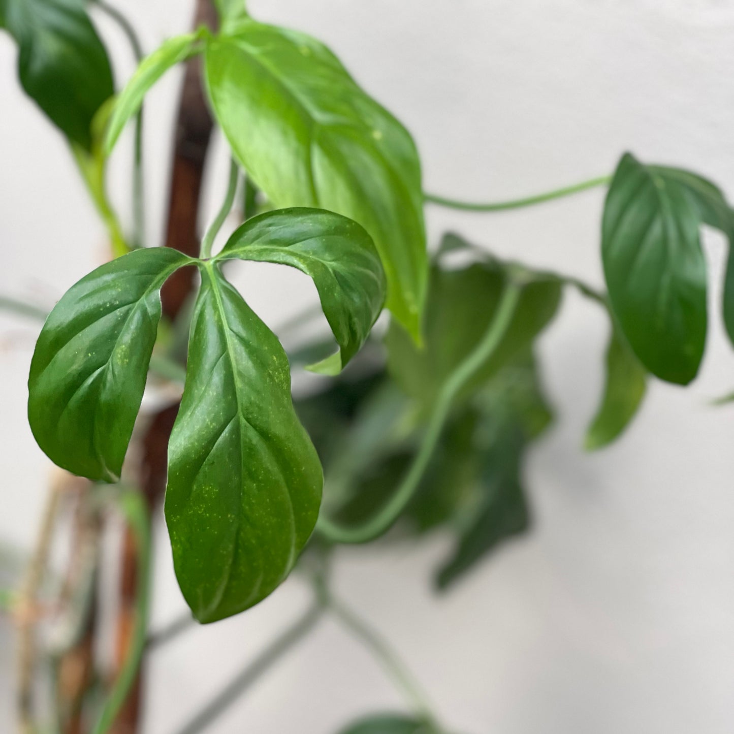 Philodendron Tripartitum