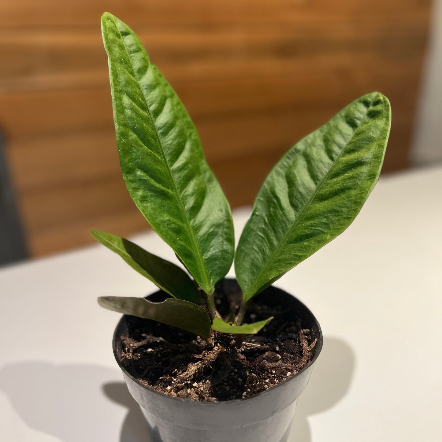 anthurium superbum price Anthurium, Superbum – Plant Bar HI
