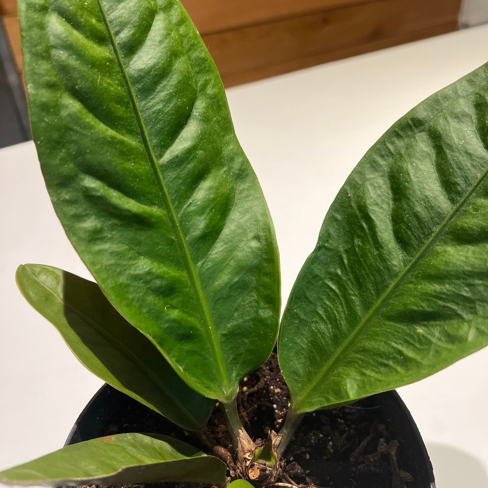 anthurium superbum price Anthurium, Superbum – Plant Bar HI