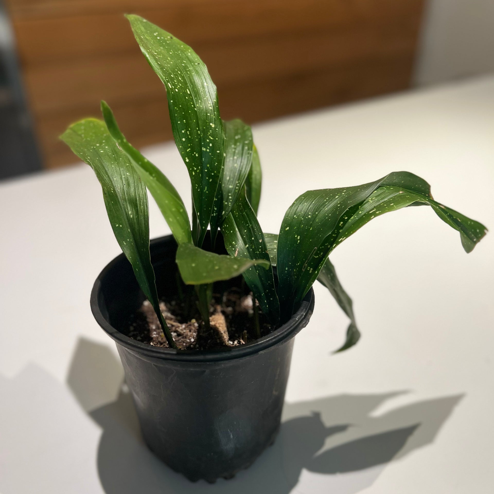 green bubble plant Dipteracanthus Elastica - Bubble Plant