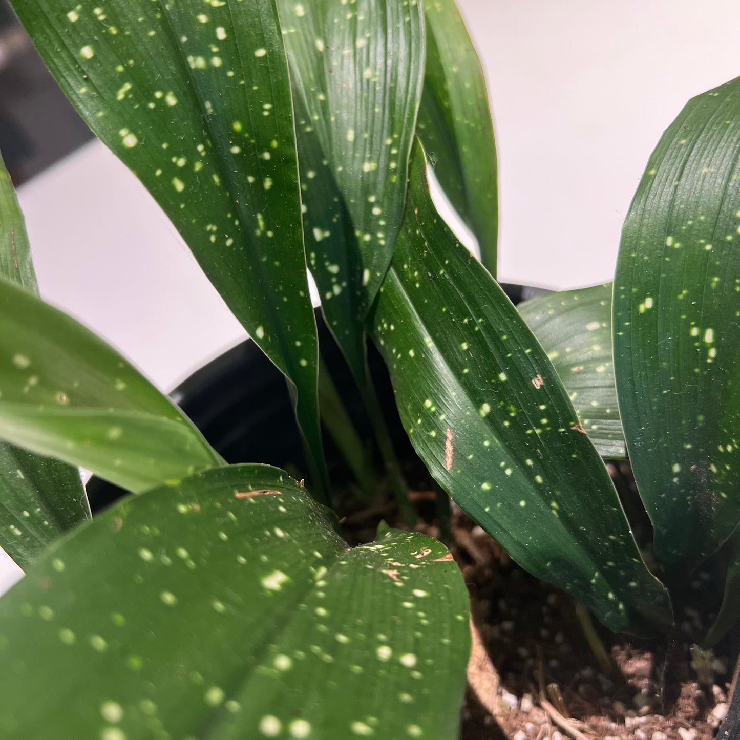 Vietnamese cast iron plant ‘seiun’
